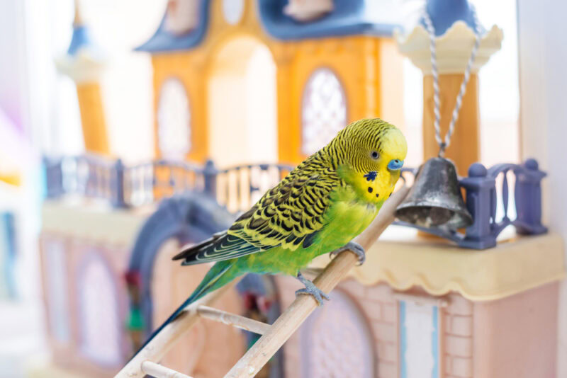 parakeet bird on the ladder