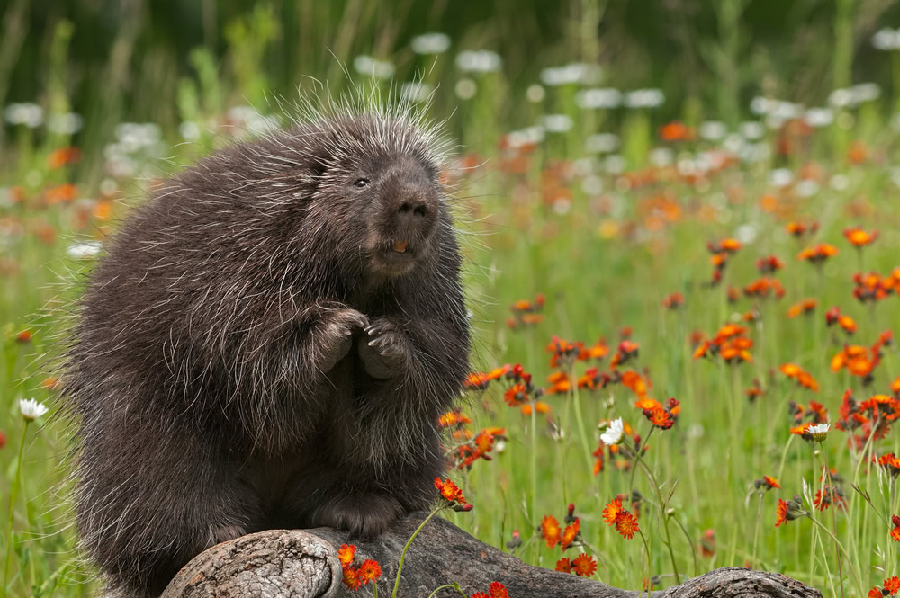Porcupine,(erethizon,Dorsatum),Sits,With,Paws,Up,