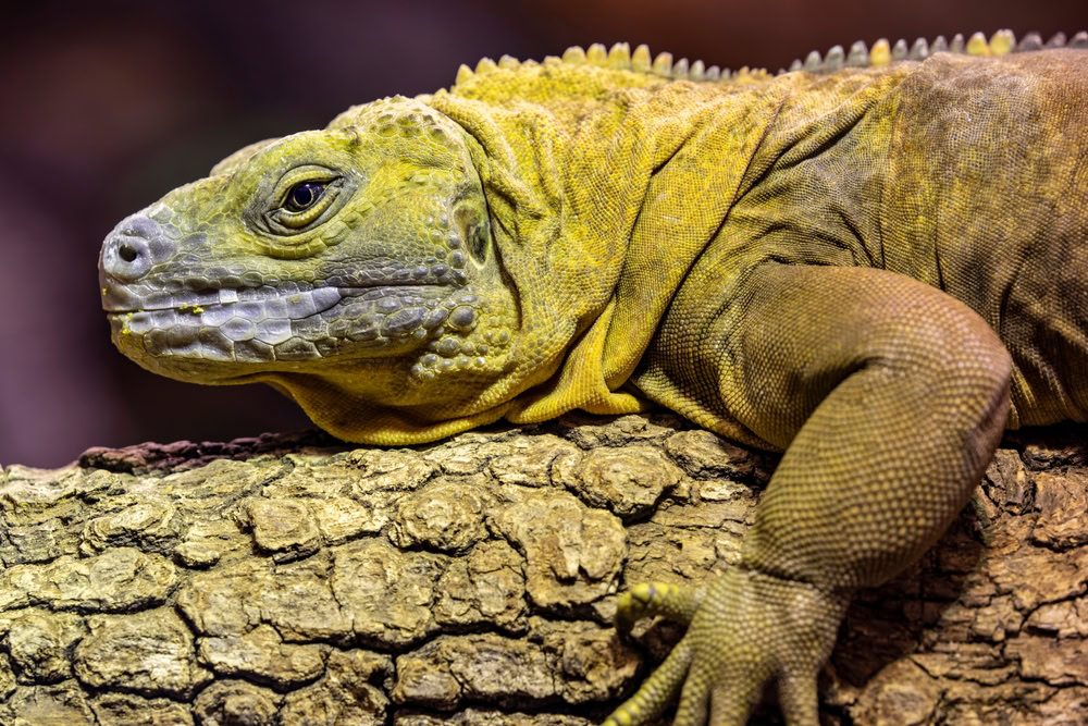 Jamaican Iguana