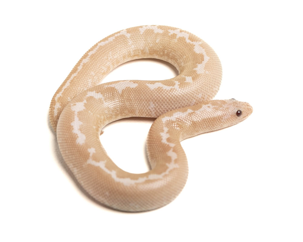 snow-stripe-kenyan-sand-boa