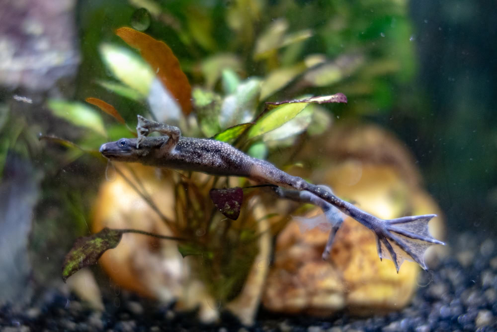 African-dwarf-frog-swimming-in-the-tank