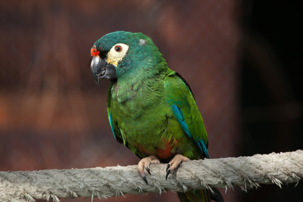 Blue-winged-macaw (Illigers)
