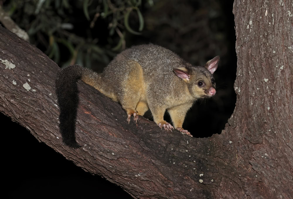 Common-Brush-tailed-Possum-adult-standing-in-tree