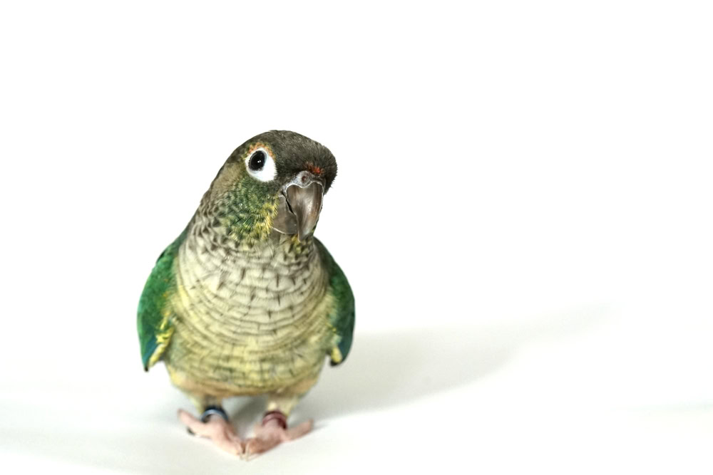Turquoise Green-Cheeked Conure in a white background