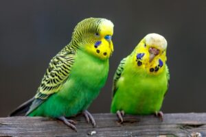 Two green Budgies (Melopsittacus undulatus) sitting on a branch