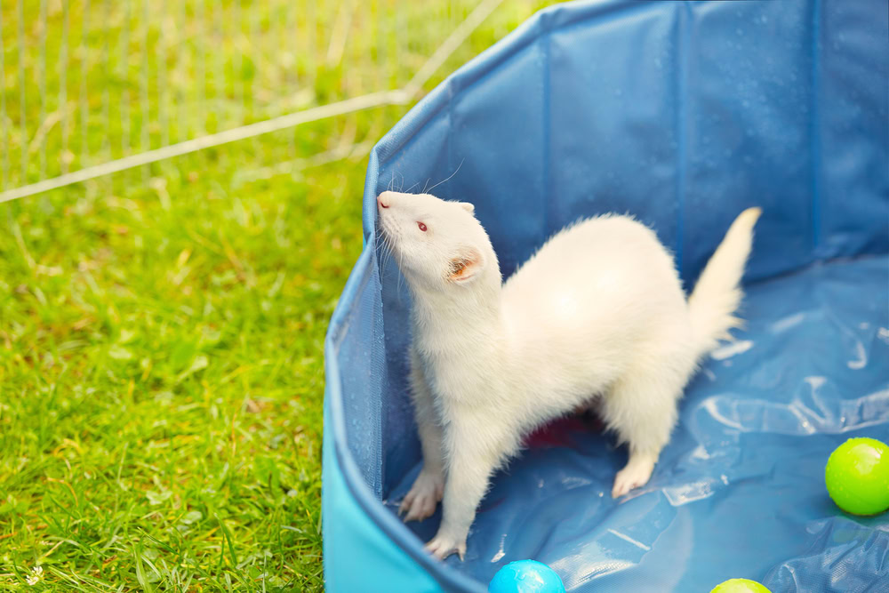 White albino ferret playing in inflatable swimming pool