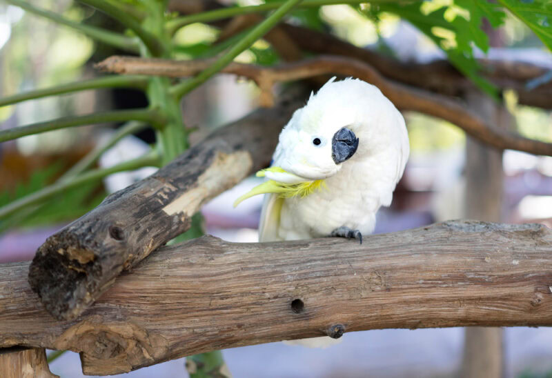 White parrot on wood in zoo