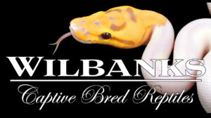 Wilbanks Captive Bred Reptiles