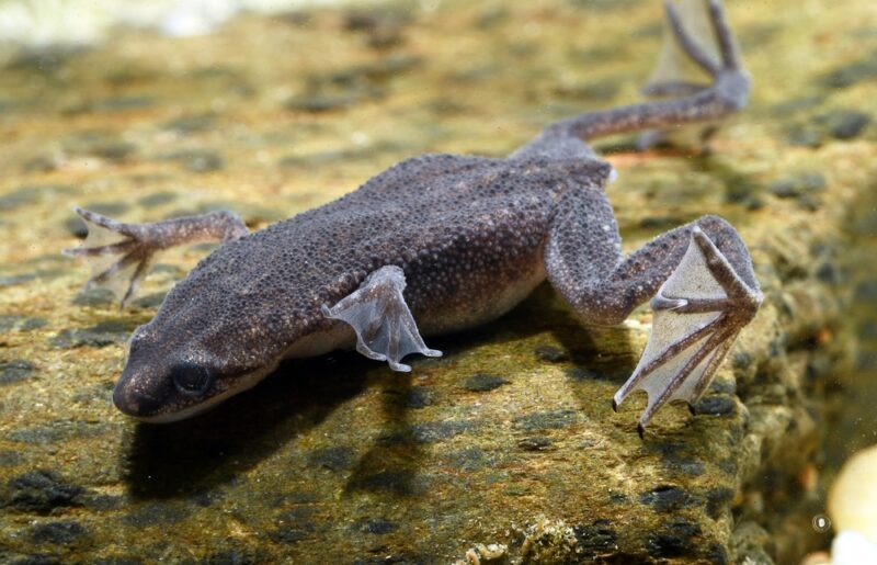 african-dwarf-frog-in-aquarium