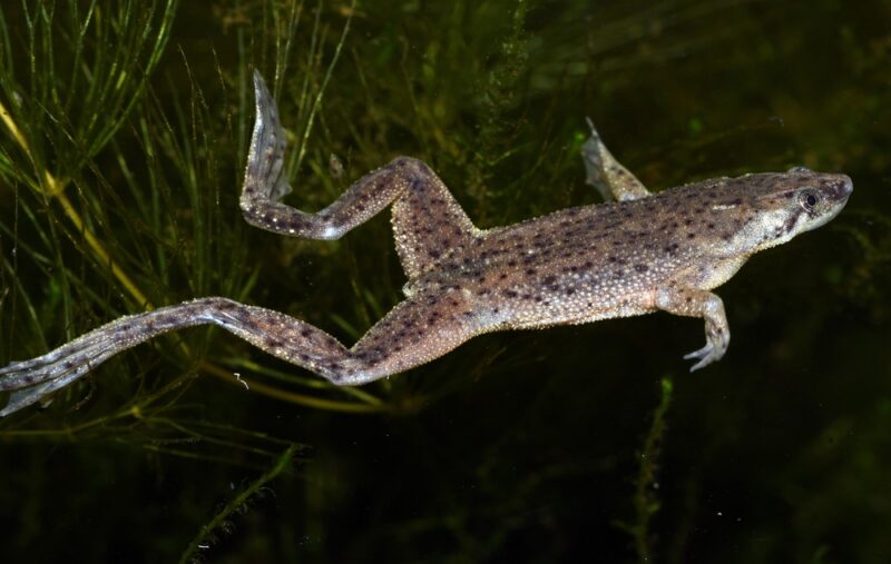 african-dwarf-frog-swimming