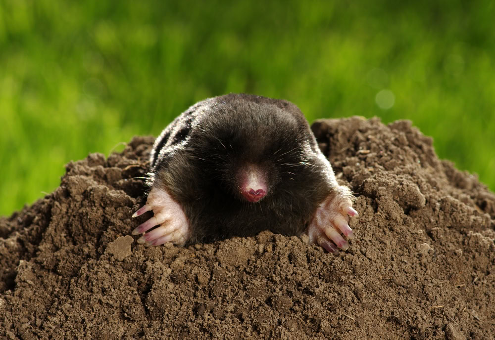 mole crawling out of brown molehill on green grass