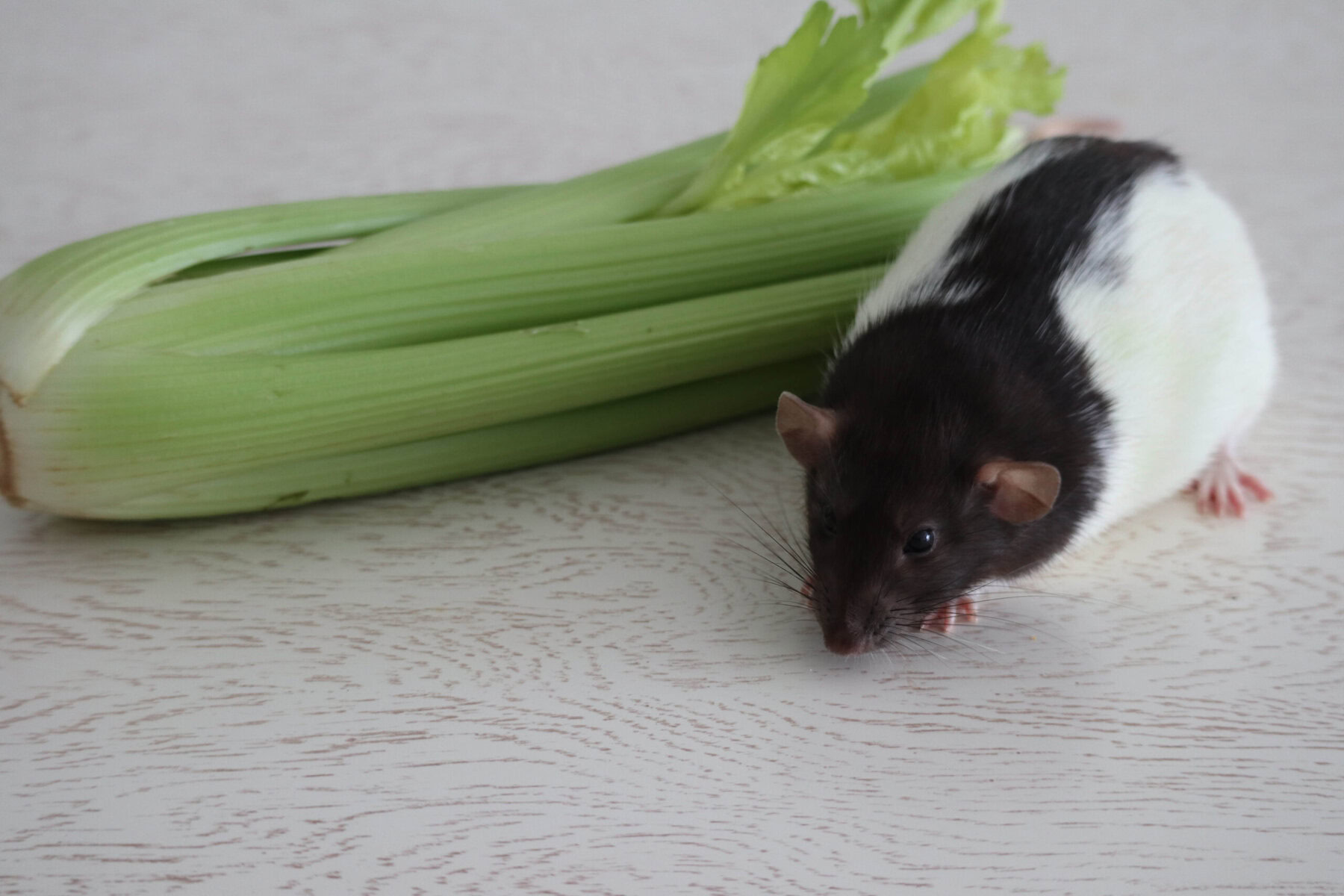 A black and white rat sitting next to green celery