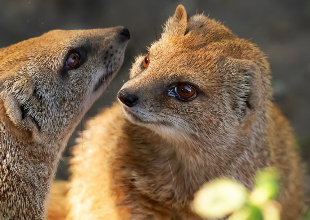 A pair of mongooses