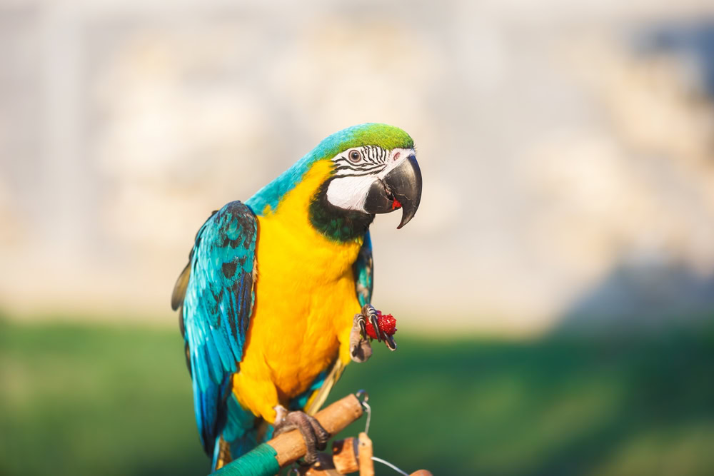 Blue and gold macaw baby Eating Strawberries