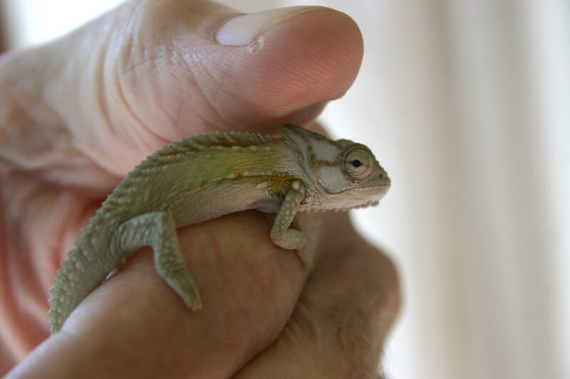 Bradypodion damaranum