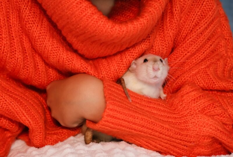 Child holding pet rat in red knitted pullover with pattern