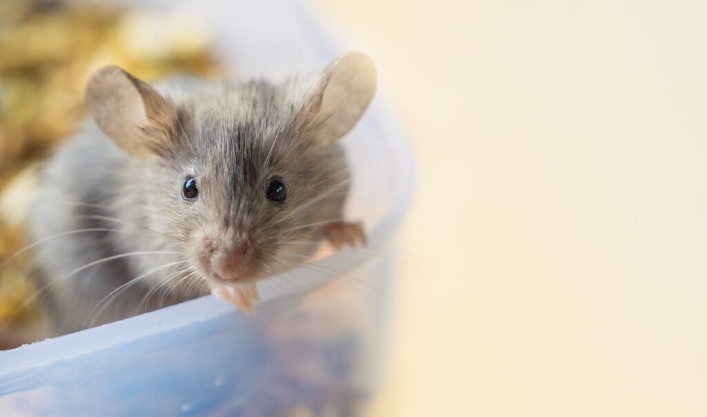 Close-up portrait of a small mouse on a light background with copy space, small rodent, animal