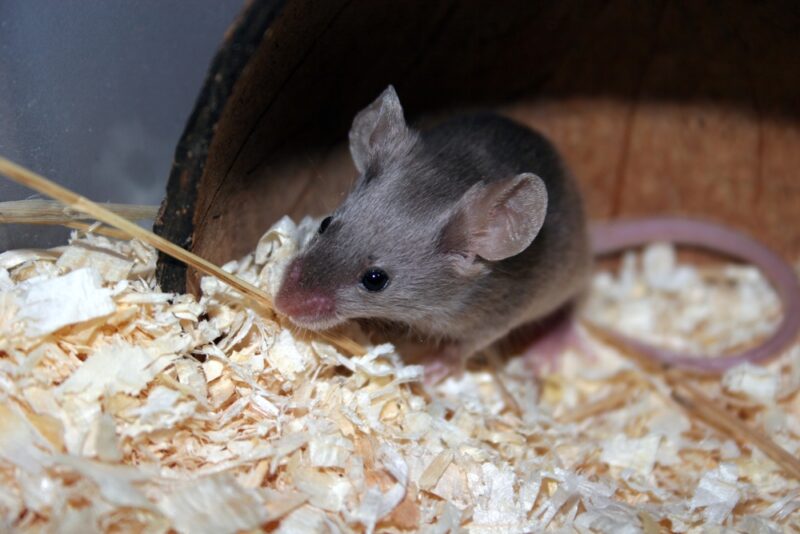 Fancy mouse Mus musculus f. domestica