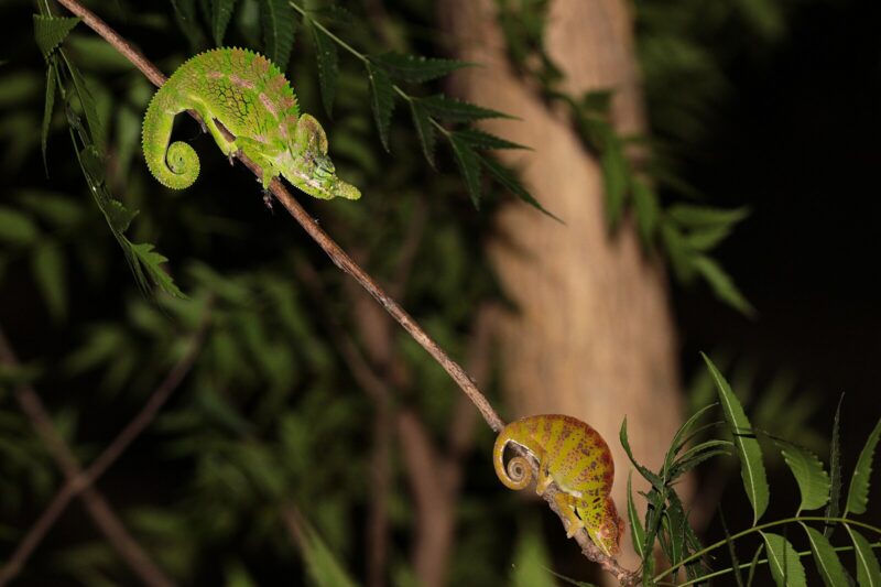 Furcifer labordi