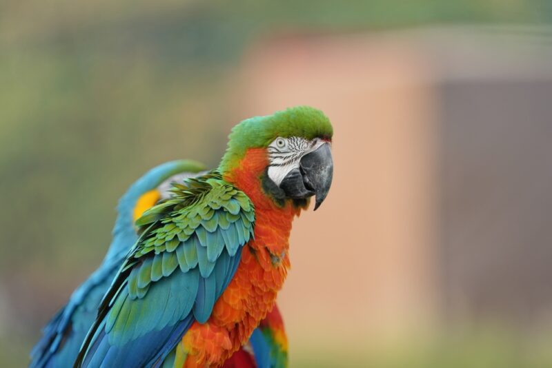 Harlequin-Macaw