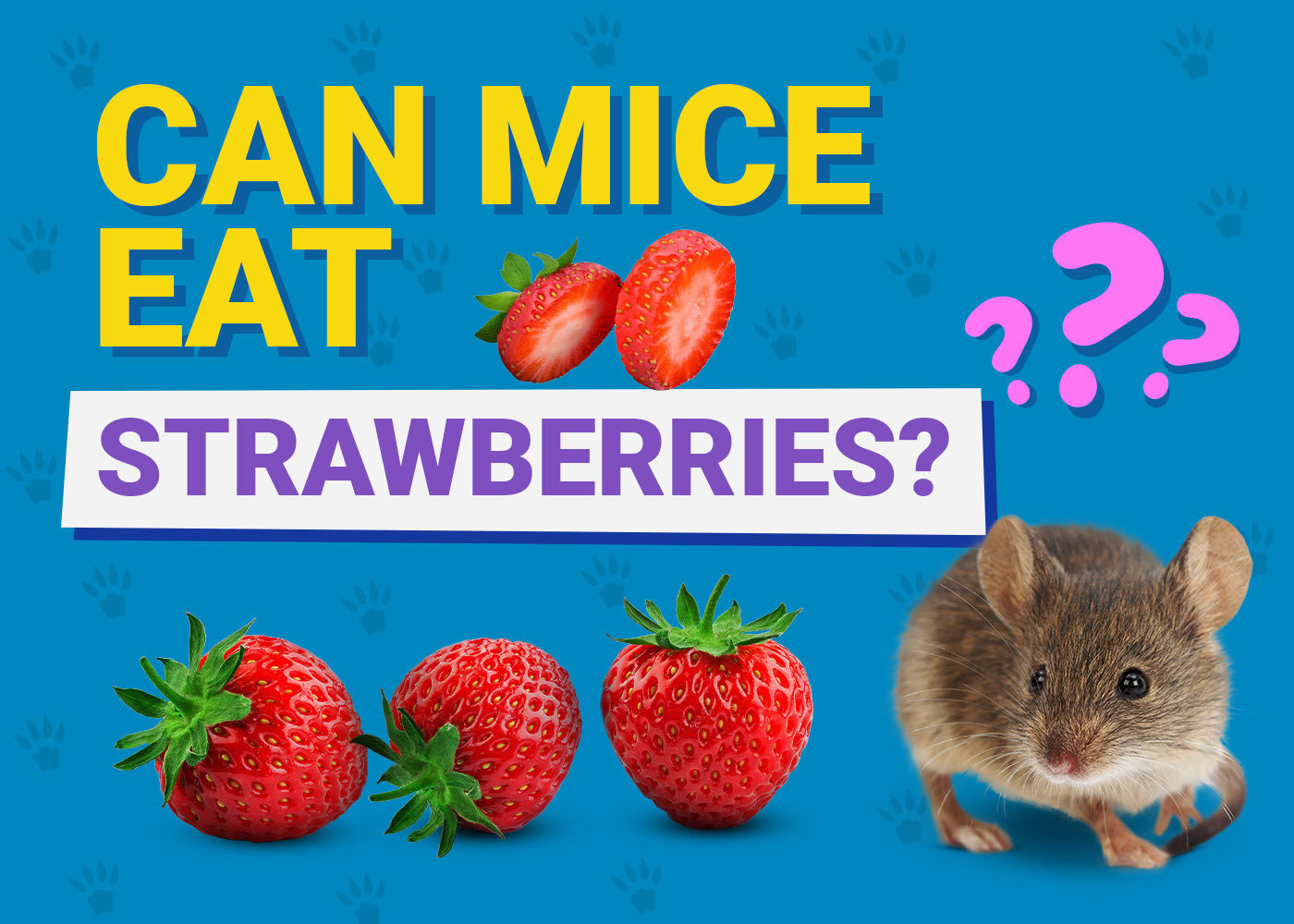 PangoVet_Can Mice Eat Strawberries_v1_Oct 28 2024