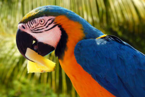 Parrot eating pineapple
