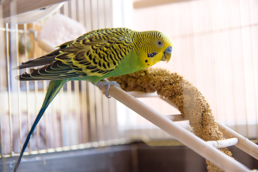 Parrot eats from dry ear grass