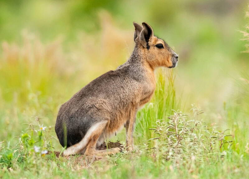 The Patagonian Mara