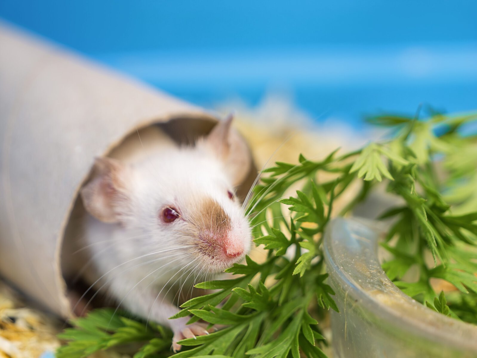 White mouse sits in a shelter and eats carrot leaves, pets, agricultural pests, reptile food