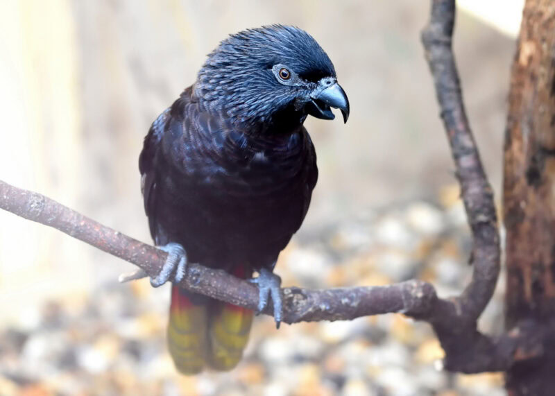 black-lory-on-a-branch