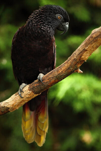 black-lory-ona-a-branch