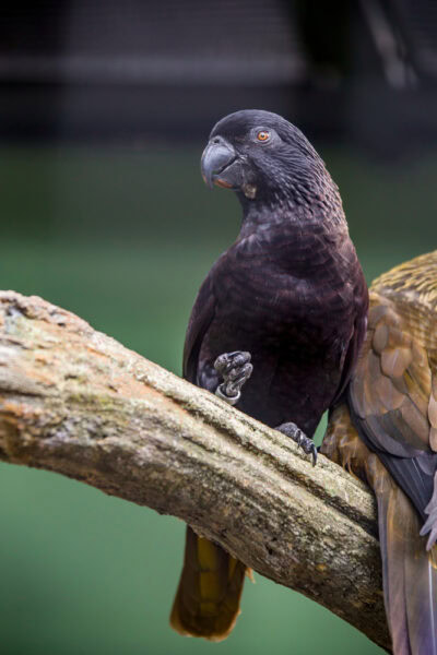 black-lory-sitting-on-a-branch