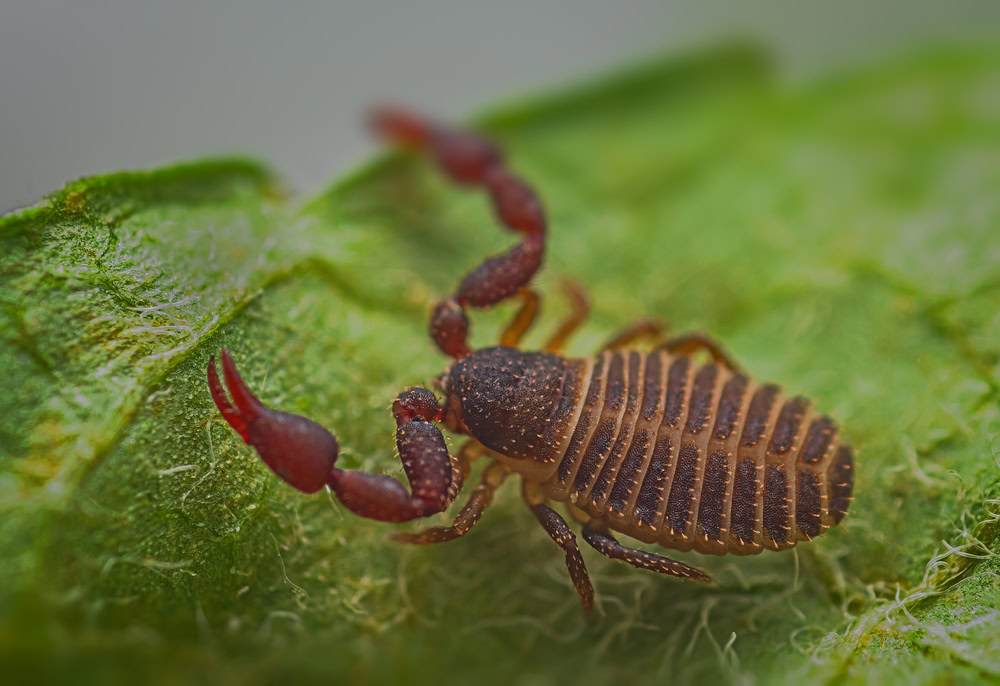 close up of a pseudoscorpion