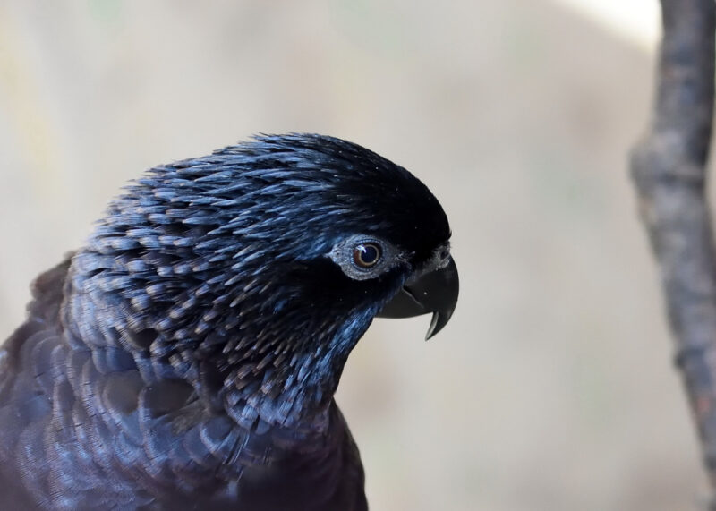 close-up-of-black-lory