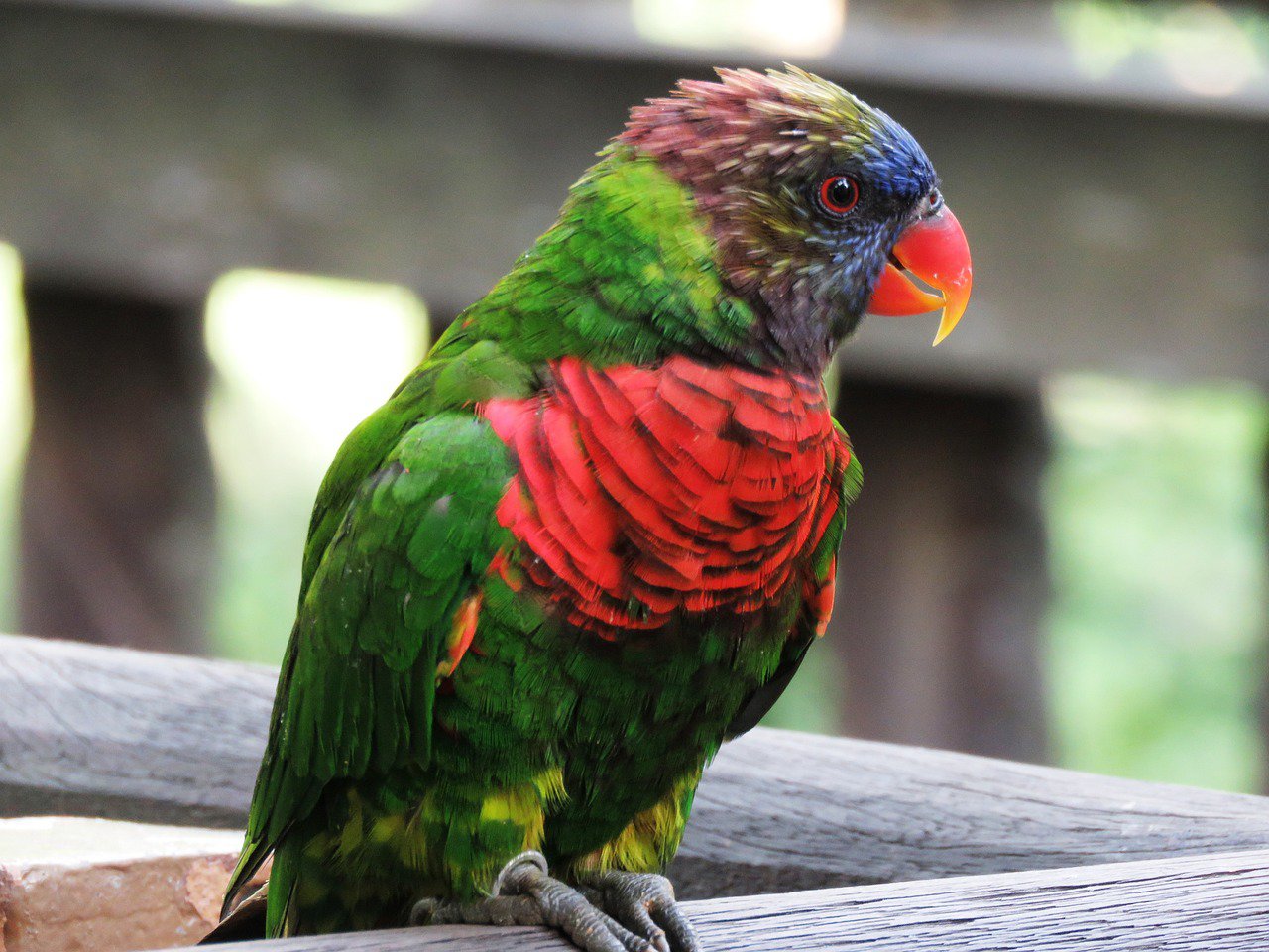close up of macaw parrot