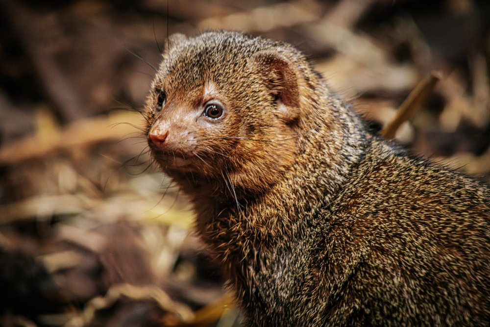 detail of mongoose