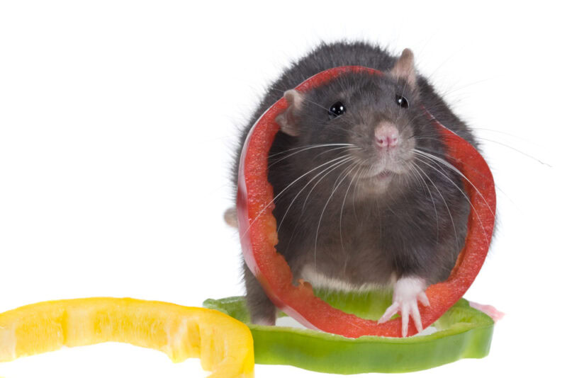 funny rat and bell pepper cuts