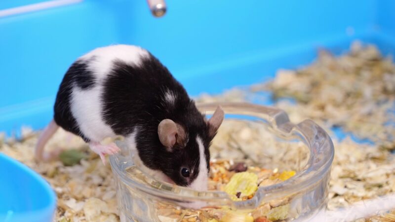 mouse-eating-from-a-bowl