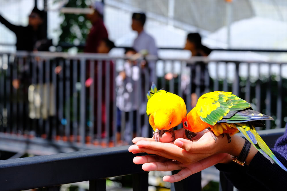 parrot sun conure or lovely orange parrot bird