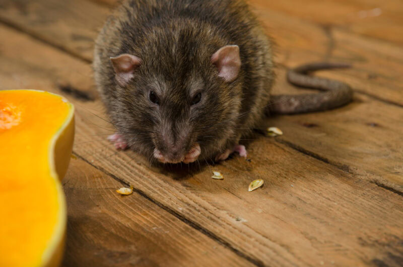 rat eating pumpkin