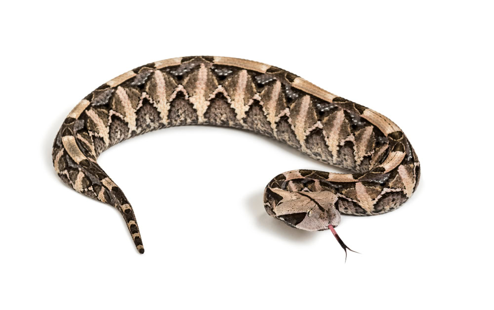 gaboon viper