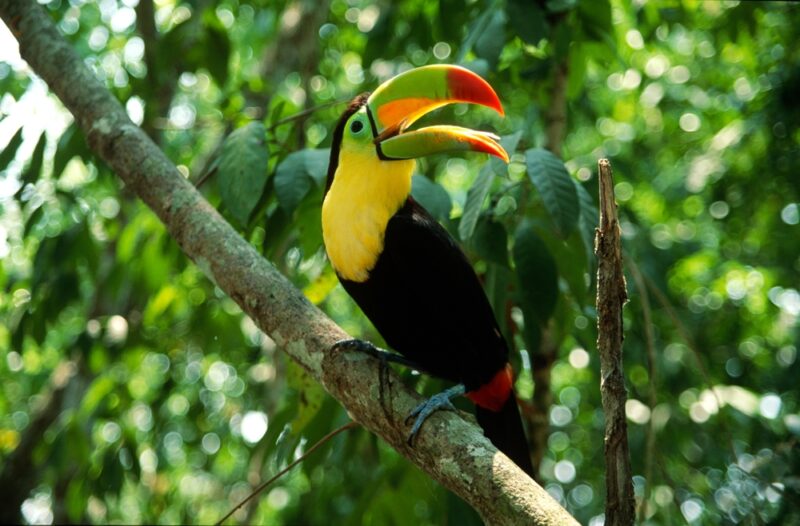 toucan bird perching on a branch