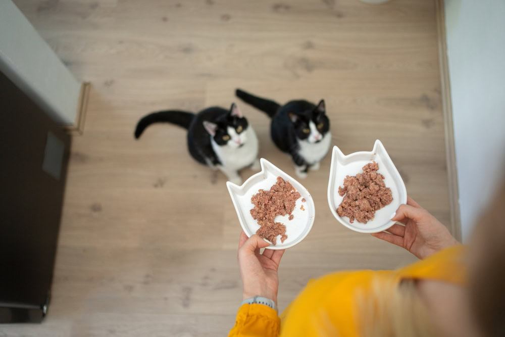 Feeding Cats Bowl Eating