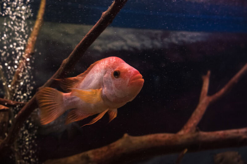 Red Devil Cichlid close up view