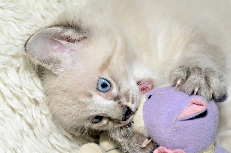 kitten playing a toy