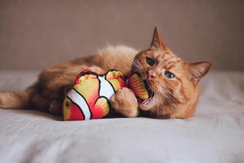 orange tabby cat playing with fish toy