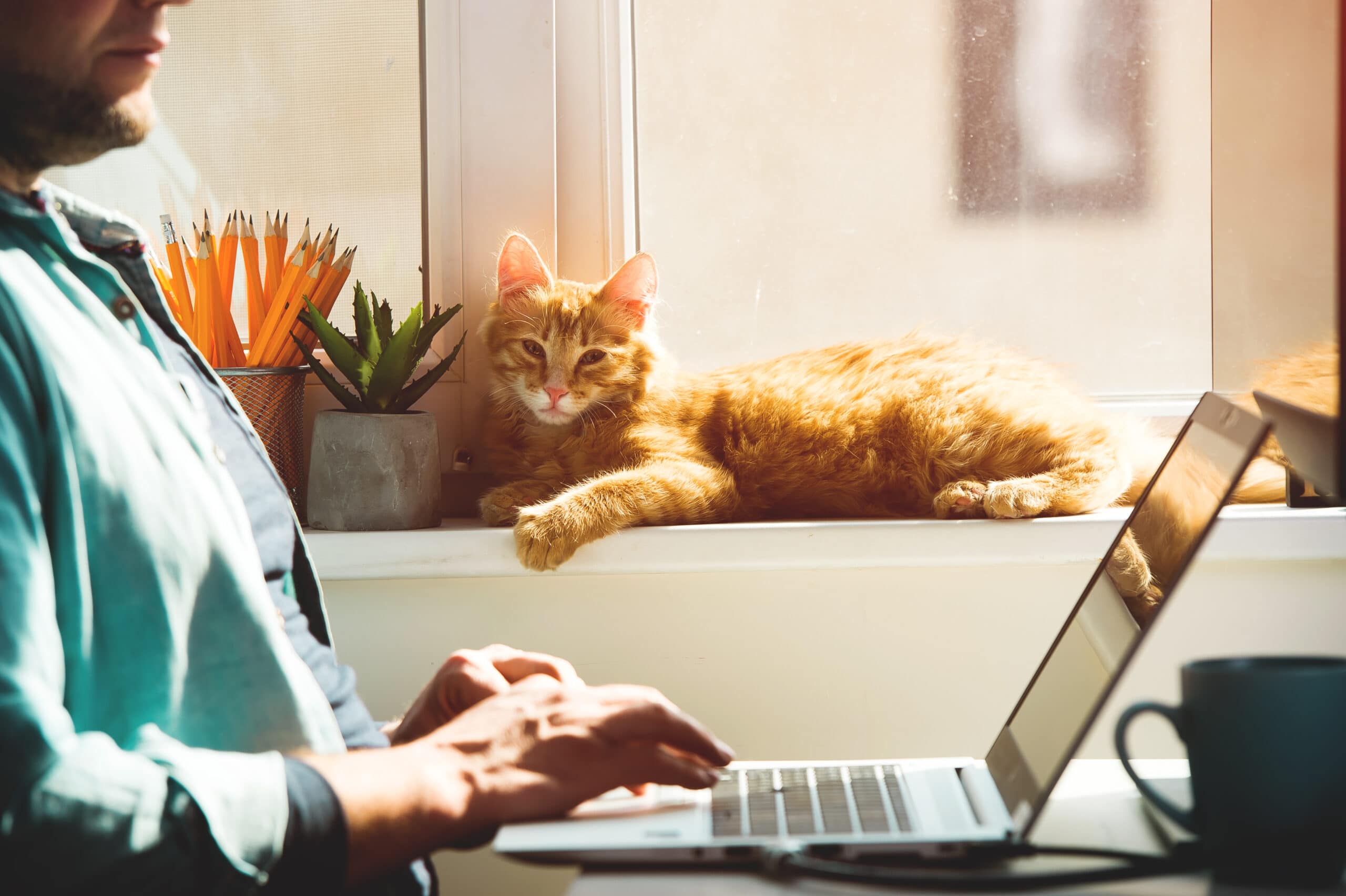 Cat-sleeping-by-books-on-desk