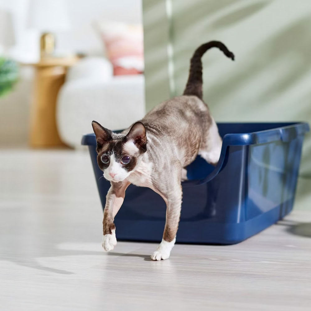 Frisco High Sided Cat Litter Box, Extra Large