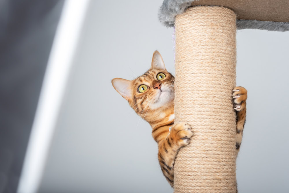 Funny domestic cat climbs up the cat pole