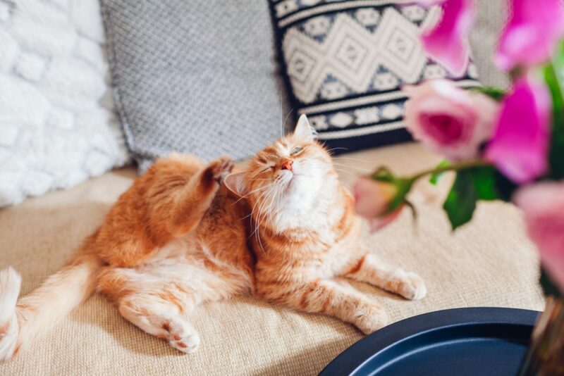 Ginger cat scratching ears on the couch